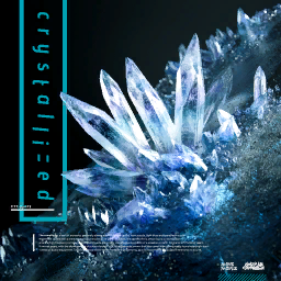 Camellia - Crystallized