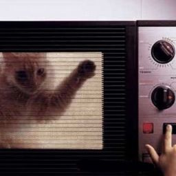 Camellia - The Cat Evolved Into The Microwave-proof Cat!