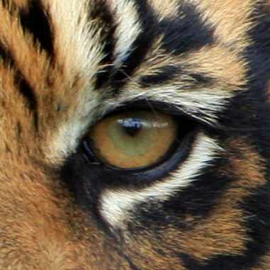 Leskili - Eye of the Tiger