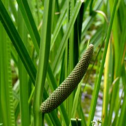 Acorus calamus