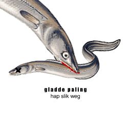 gladde paling - hap slik weg