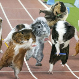 Guinea Pig Olympics